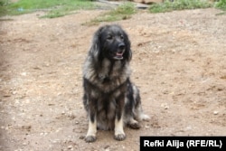 Qentë e Sharrit shquhen për inteligjencë, bukuri dhe përkushtim.