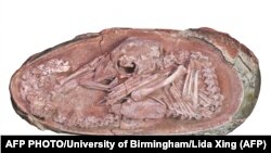 Кытайда табылган динозаврдын эмбриону илим дүйнөсүндө узап бараткан жумадагы эң кызыктуу жаңылыктардын бири болуп калды.
