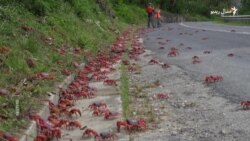 اسټراليا کې ولې مېليونونه چنګاښان هر کال د سمندر پر لور ځي؟ 