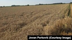 Polje pšenice čeka na žetvu, okolina Bijeljine, 25. jun 2025. godine