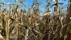 Cum niște agricultori din sudul Moldovei au obținut o recoltă bună de porumb pe timp de secetă