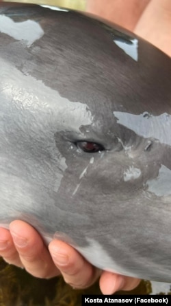 Ochii marsuinilor eșuați la bulgari erau roșii