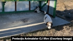 În momentul în care animalele sunt părăsite, în joc se află bunăstarea lor. Amenzile pe care stăpânii le pot primi sunt cuprinse între 3.000 și 12.000 de lei.