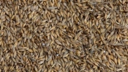 Imaginile din satelit arată că Rusia trimite cereale din zonele ucrainene ocupate de Rusia în Siria
