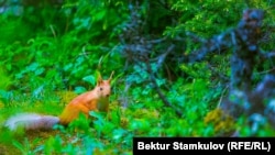 Иллюстрациялык сүрөт. 