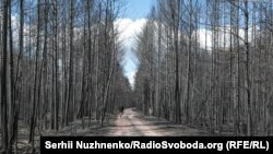 Згорілий ліс. Овруцький район. 22 квітня 2020 року