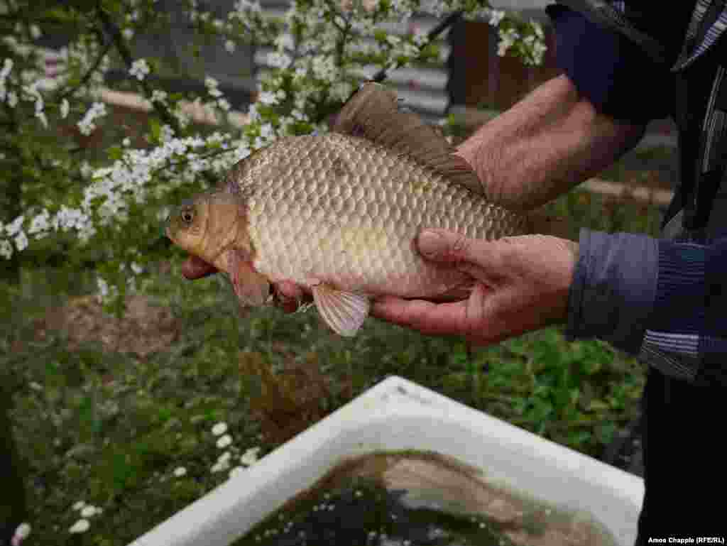Але ніякого тестування немає, коли він пропонує скуштувати рибу, яку він сам виростив &nbsp;