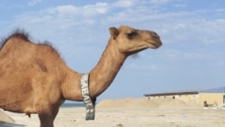 Düýe keseline uçran obalara ýörite komissiýalar bardy