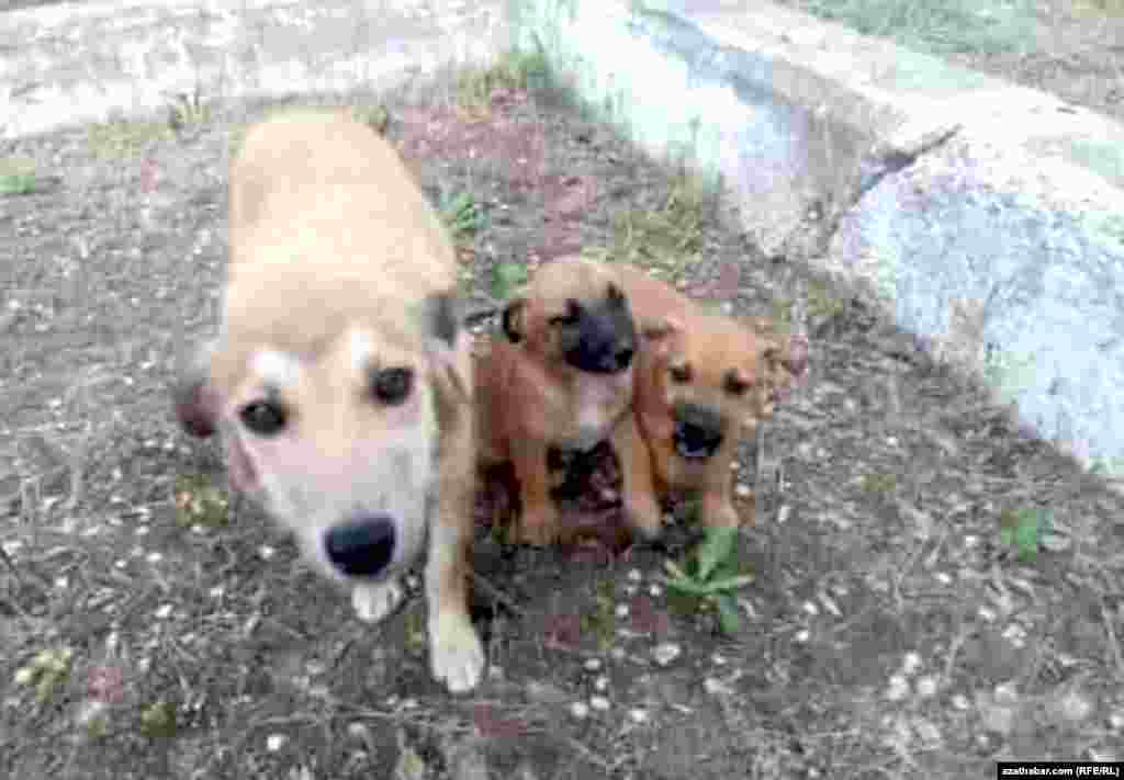 "Ýakyn günlerde sosial pudakda bir aýal Şewçenko köçesindäki metjidiň garşysynda iki güjükli bir it barada gürrüň berdi, onuň hoş söz we iýmite minnetdar bolup, adamlara gysmyljyraýandygyny ýazdy. Ol enaýy haýwanlaryň suratyny hem ýerleşdirip, olara täze eýe tapyljagyny umyt etdi"