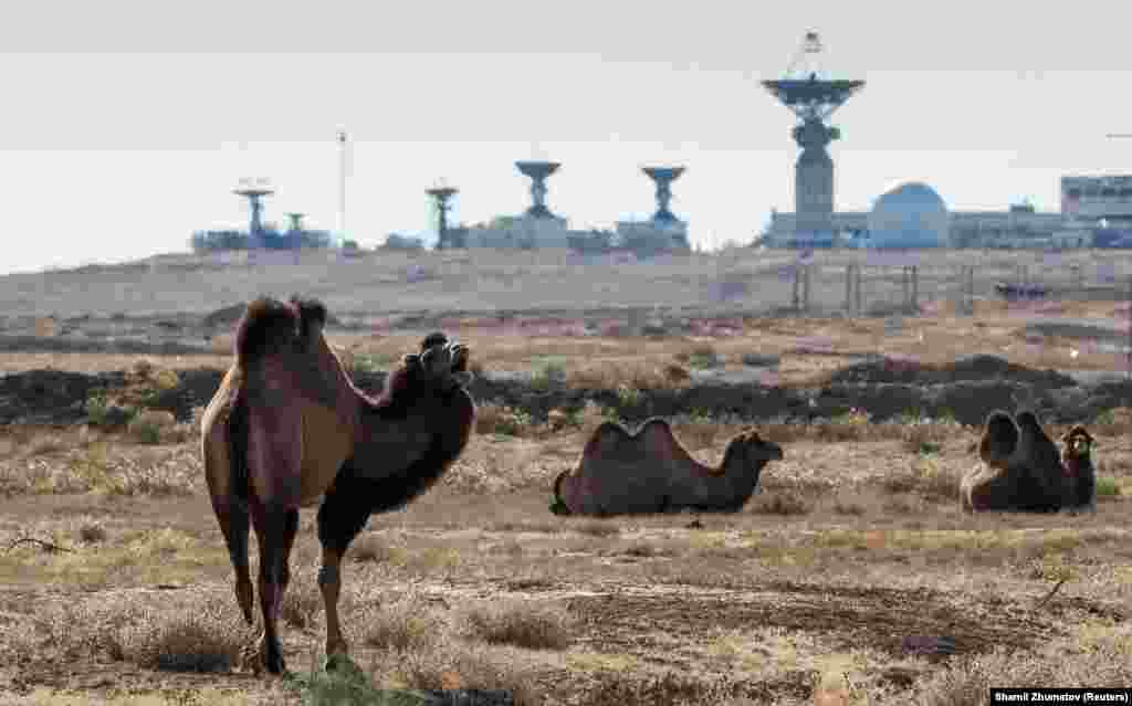 Верблюды на равнинах вокруг Байконура.