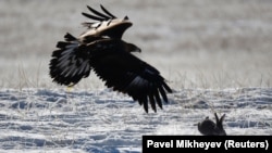 Бүркүт. Иллюстрация сүрөт.