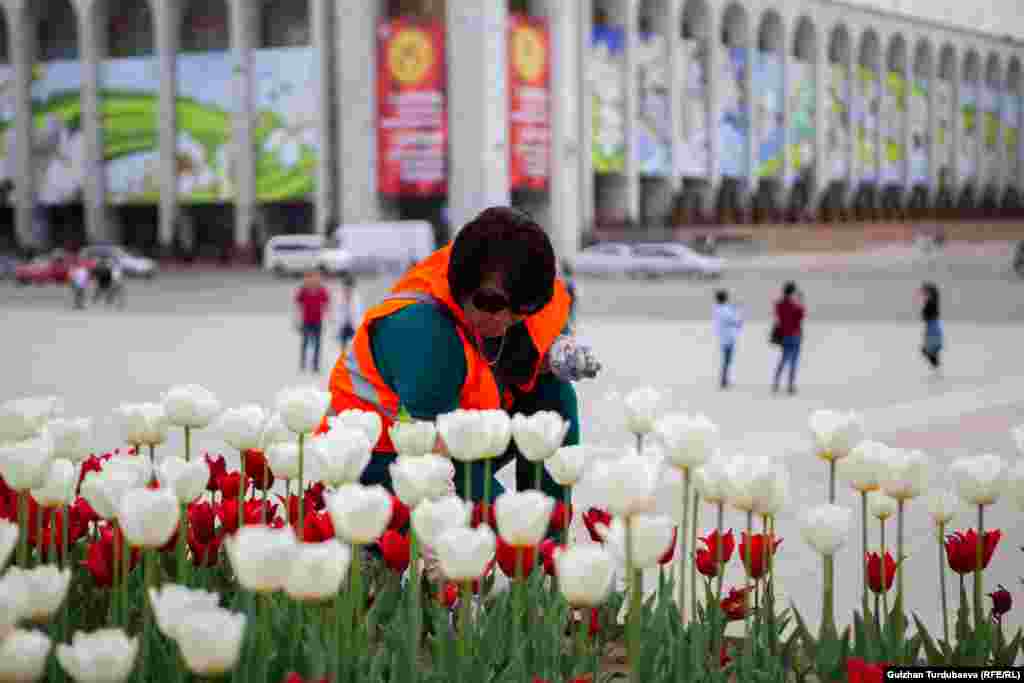 Назгүл Жапарова сегиз жылдан бери Ала-Тоо аянтындагы тазалыкты көзөмөлдөп жана аянтты көрктөндүргөндөрдүн бири. Бапестеп баккан гүлдөрүн үзүп кеткендерге нааразы.&nbsp; &quot;Эртең менен кечке чейин ушул гүлдөрдү айланчыктап жүрөбүз. Шаарыбыз кооз болуп, элибиздин маанайы көтөрүңкү болсо экен деп гүлдөрдү соолутпай карайбыз. Бирок айрымдар биздин эмгекти баалабай, жоогазындарды жулуп кетишет&quot;. &nbsp;