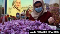Afghan women sort saffron flowers in Herat, Afghanistan in November.