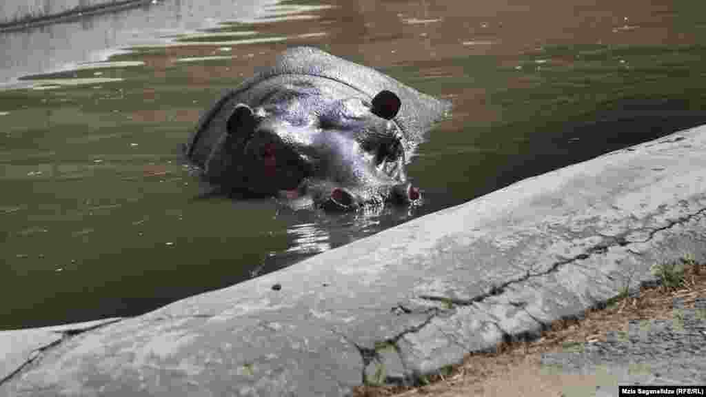 ბეჰემოტი "ბეგი"