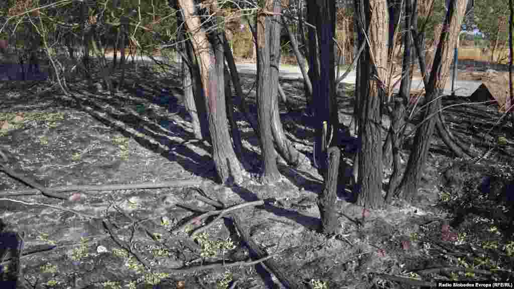 Опожарени дрвја од зимзелениот автохтон вид - фоја