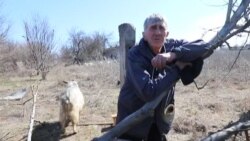 Водяне: Миколай Іванович та його кози