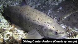 Zagađenje od nepričišćenih otpadnih voda ubija ribe u Ohridskom jezeru.