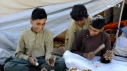 خوست کې زرګونه کسان د زڼغوزیو شوکولو په کار بوخت شوي