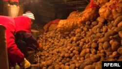 Кампадан чыкпай турган картөшкө.  Ысык-Көл. 