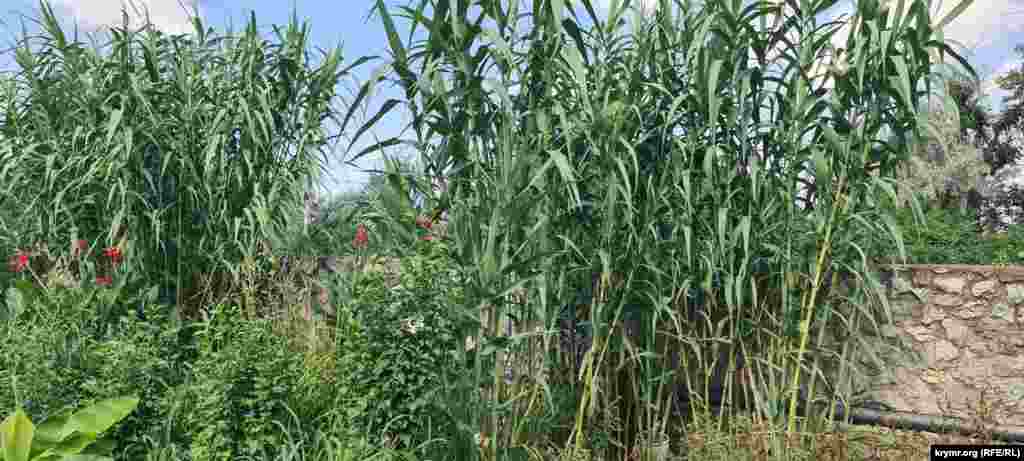 Зато местный камыш растет просто гигантский