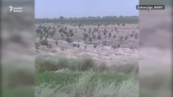 Sakarçägäniň seýrek gowaçaly ekin meýdanlary