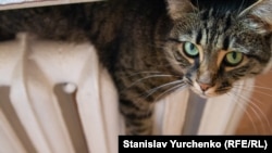 Кішка на батареї. Київ, 3 листопада 2018 року