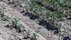 Gowaça eken kärdendeçiler eýýäm hasylyň ýarysynyň ýitirilendigini aýdýarlar