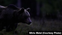 Un bărbat a fost atacat de un urs duminică seară, pe 30 martie, pe o stradă din oraşul Predeal, din județul Brașov.