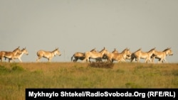 Асканія-Нова, літо 2020 року