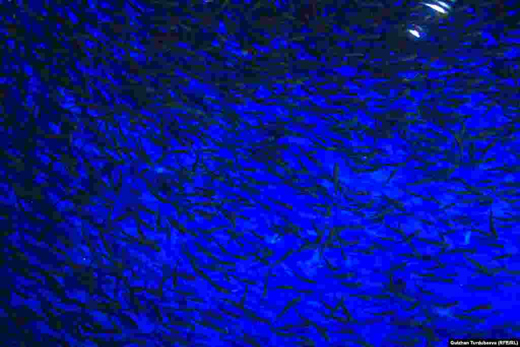 Бир айлык балыктар кичинекей бассейндерде багылат. Чоңойгон сайын көлөмү чоң бассейндерге которулат. Эң чоңдору көлмөдө кармалат.&nbsp;