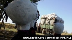 Pagta önümçiliginde mejbury zähmeti ulanmakda tankyt edilýän Türkmenistan ilaty pagta ýygmaga mejbur etmek tejribesini dowam etdirýär.