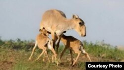 Самка сайги с детенышами.