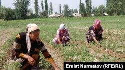 Талаада иштеген аялдар