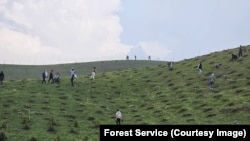 "Жашыл мурас" өнөктүгү алкагында тигилген көчөттөр. Ош облусу.