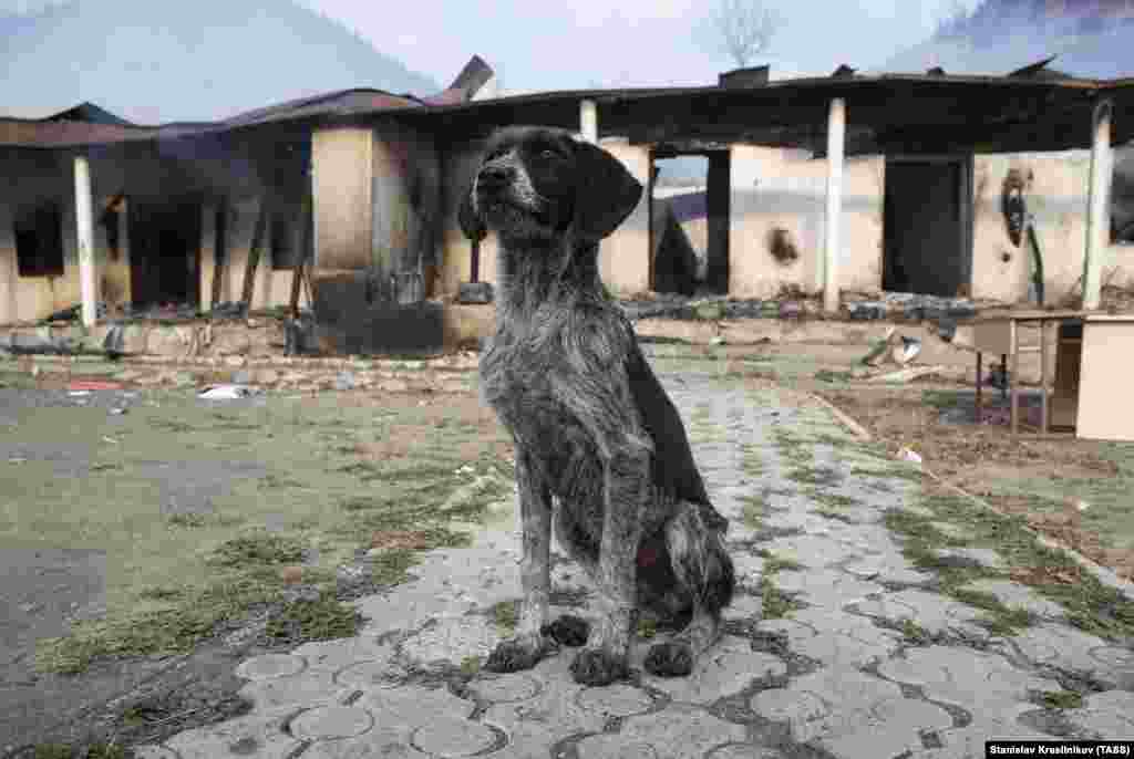 A dog in front of a burnt-out school building in Charektar/Caraktar.