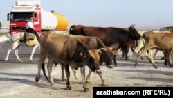 Arhiwden alnan surat