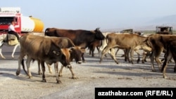 Illýustrasiýa suraty