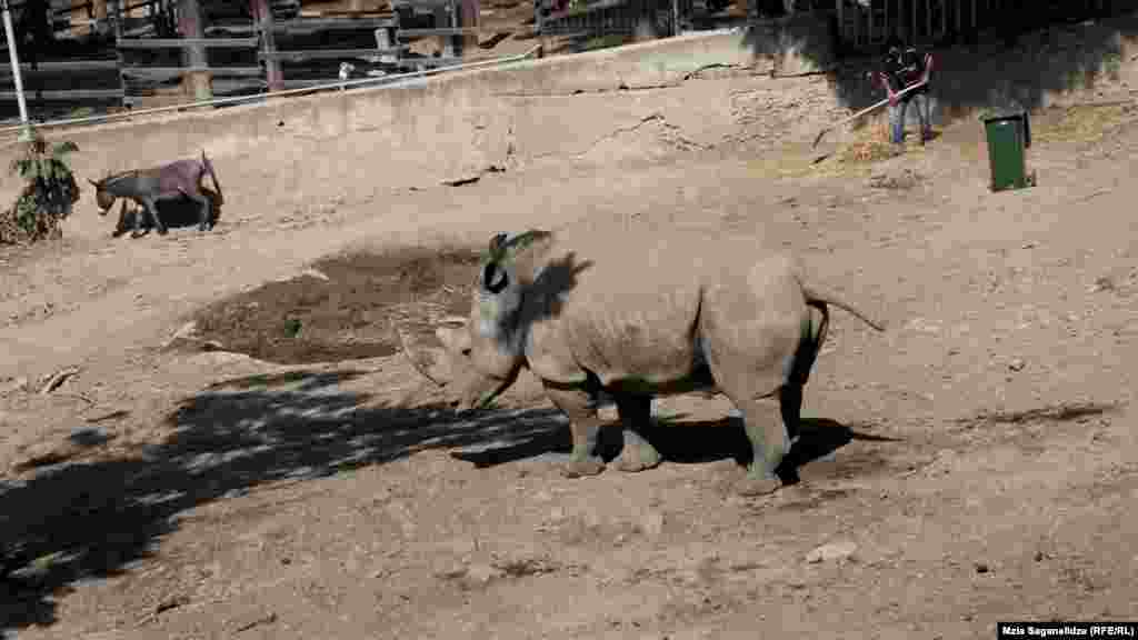 მარტორქა "მანუელა" ვირთან ერთად