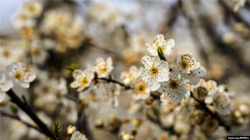 Не отстает от миндаля по началу вегетации и алыча