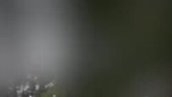 په اوکراین کې د ازادې اروپا راډيو دوه کارکوونکي تر برید لاندې راغلي