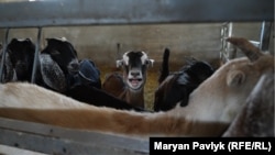 Господарство фермерки