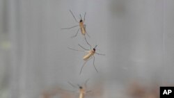 Raportul european a fost dat publicității tocmai când se marchează, la 20 august, ziua mondială a țânțarului – consacrată nu atât insectei în sine, ci problemele pe care le cauzează oamenilor.