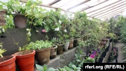 یک گلخانه در کابل که مردم با مراجعه به آن گل ها و نهاد های مورد نیاز خود را خریداری می کنند