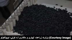 په افغانستان کې د ممیزو د پروسس فابریکه (آرشیف)