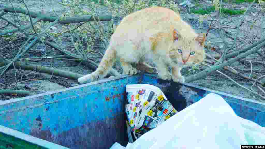 Після анексії Росією Криму Керч почала занепадати. Керчани зазначають, що в місті руйнуються дороги і будівлі, на вулицях з'являються стихійні звалища, комунальні служби саботують вивезення сміття