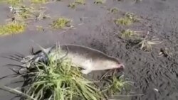 Dezastru ecologic în Extremul Orient al Rusiei. Suspiciuni privind scurgerile de combustibil pentru rachete