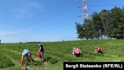 «Самозбір» ніхто з працівників господарства не контролює