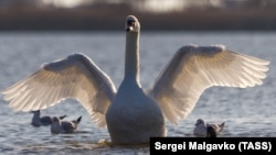 Озеро стало опресняться: как соленый Сасык-Сиваш стал любимым местом лебедей (фотогалерея)