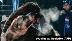 Кыргызстандагы иттерди согуштуруу