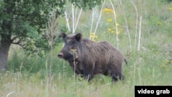 Хуки ваҳшӣ. Акс аз Анҷумани муҳофизони табиати Тоҷикистон